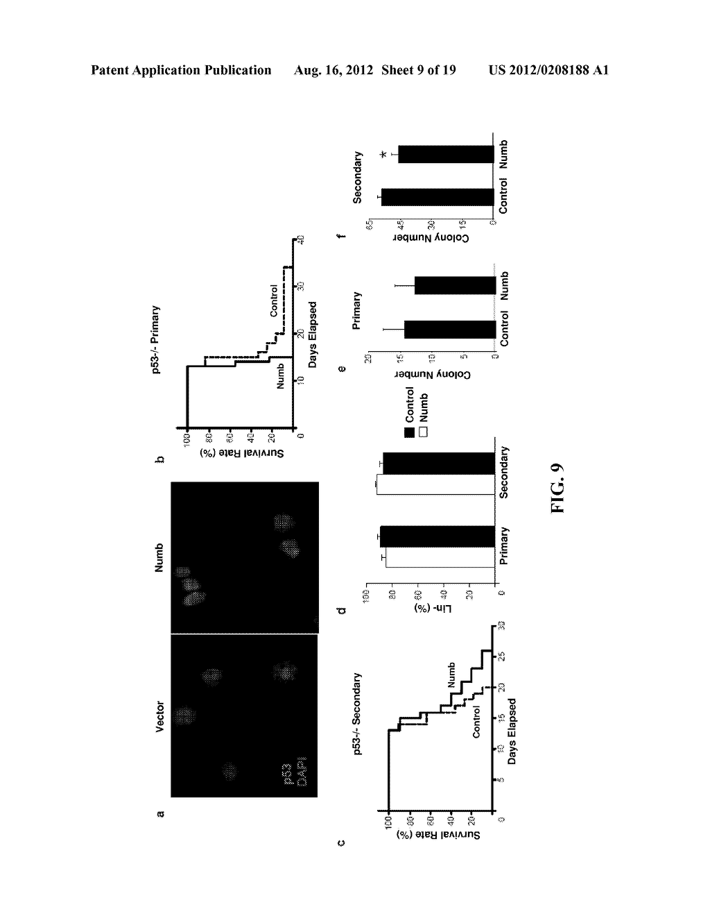 DIAGNOSTIC AND TREATMENT FOR CHRONIC AND ACUTE PHASE MYELOID LEUKEMIA - diagram, schematic, and image 10