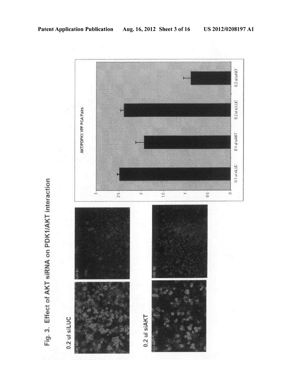 Monitoring gene silencing and annotating gene function in living cells - diagram, schematic, and image 04