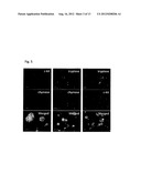 METHOD FOR PRODUCING MAST CELLS FROM PLURIPOTENT STEM CELLS diagram and image