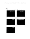 METHOD FOR PRODUCING MAST CELLS FROM PLURIPOTENT STEM CELLS diagram and image