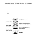 METHOD FOR PRODUCING MAST CELLS FROM PLURIPOTENT STEM CELLS diagram and image