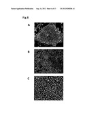 METHOD FOR PRODUCING MAST CELLS FROM PLURIPOTENT STEM CELLS diagram and image