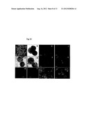 METHOD FOR PRODUCING MAST CELLS FROM PLURIPOTENT STEM CELLS diagram and image