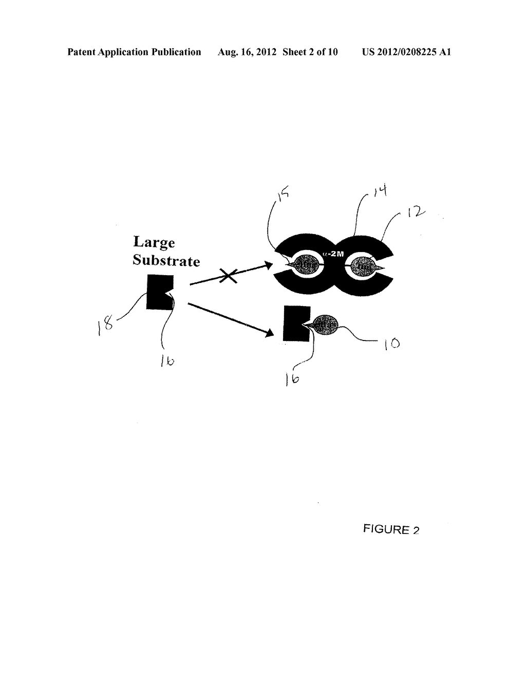 MODIFIED PEPTIDE SUBSTRATE - diagram, schematic, and image 03