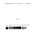 ENHANCEMENT OF PROTEIN PRODUCTION IN EUKARYOTIC CELLS diagram and image