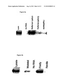 ENHANCEMENT OF PROTEIN PRODUCTION IN EUKARYOTIC CELLS diagram and image