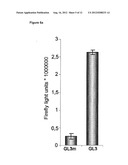 ENHANCEMENT OF PROTEIN PRODUCTION IN EUKARYOTIC CELLS diagram and image