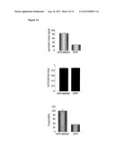 ENHANCEMENT OF PROTEIN PRODUCTION IN EUKARYOTIC CELLS diagram and image