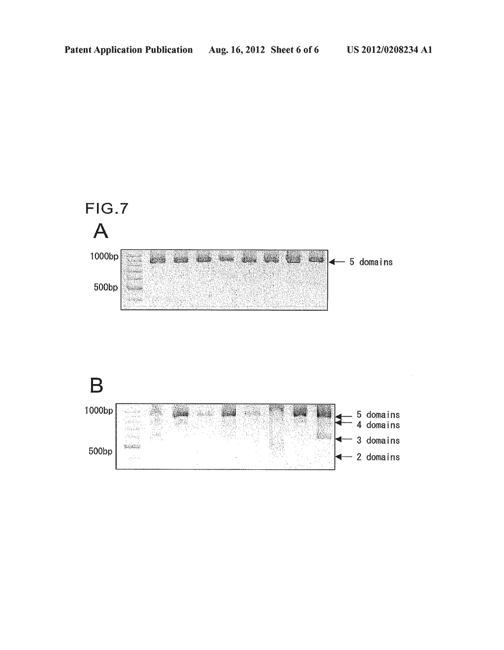 PROTEIN HAVING AFFINITY FOR IMMUNOGLOBULIN, AND IMMUNOGLOBULIN-BINDING     AFFINITY LIGAND - diagram, schematic, and image 07