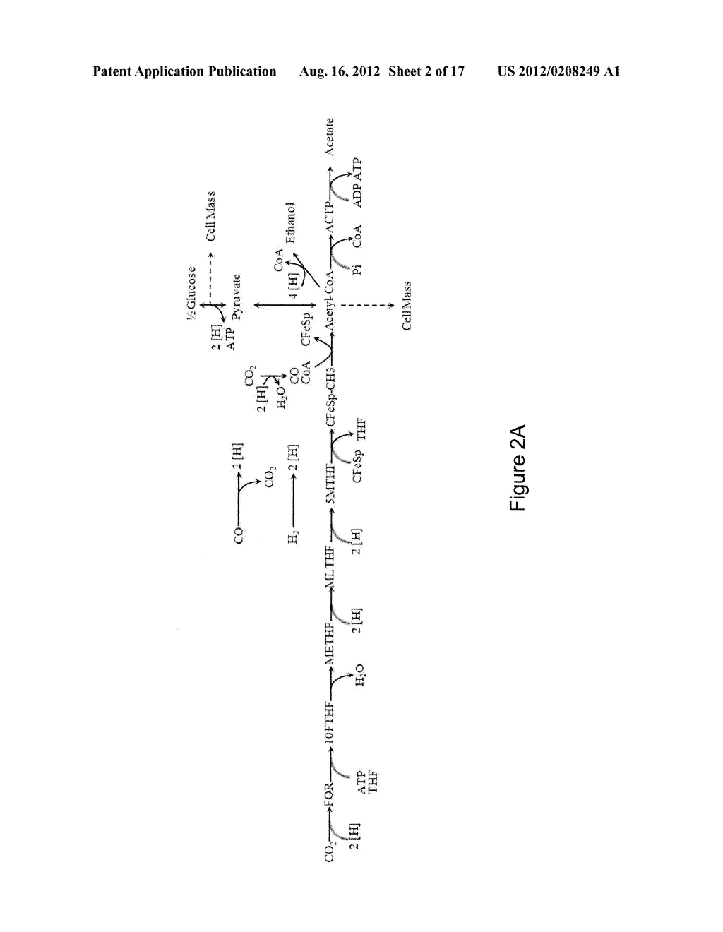 MICROORGANISMS AND METHODS FOR CONVERSION OF SYNGAS AND OTHER CARBON     SOURCES TO USEFUL PRODUCTS - diagram, schematic, and image 03