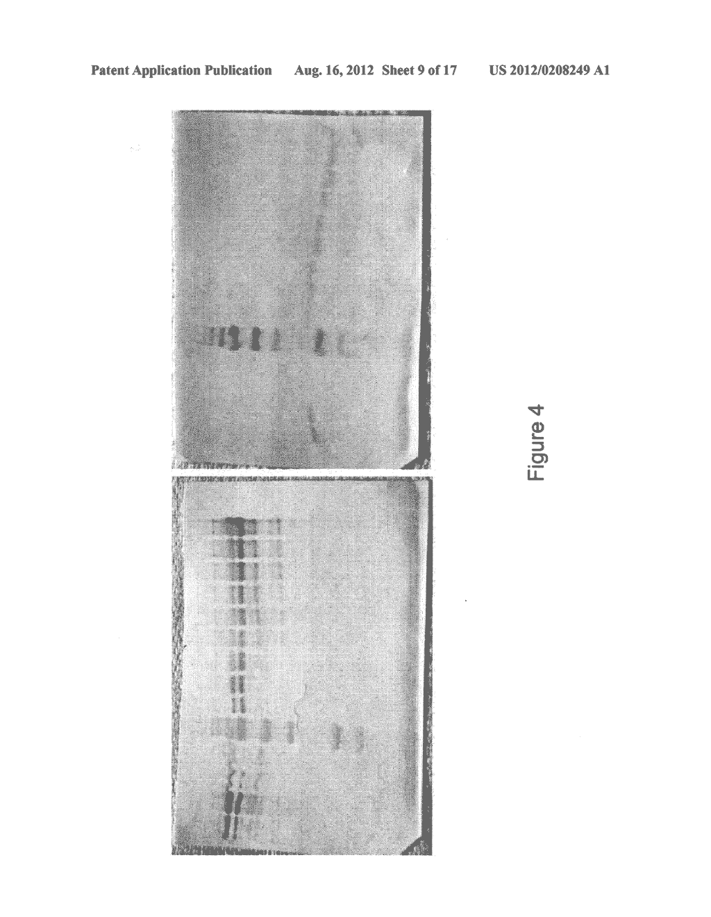 MICROORGANISMS AND METHODS FOR CONVERSION OF SYNGAS AND OTHER CARBON     SOURCES TO USEFUL PRODUCTS - diagram, schematic, and image 10