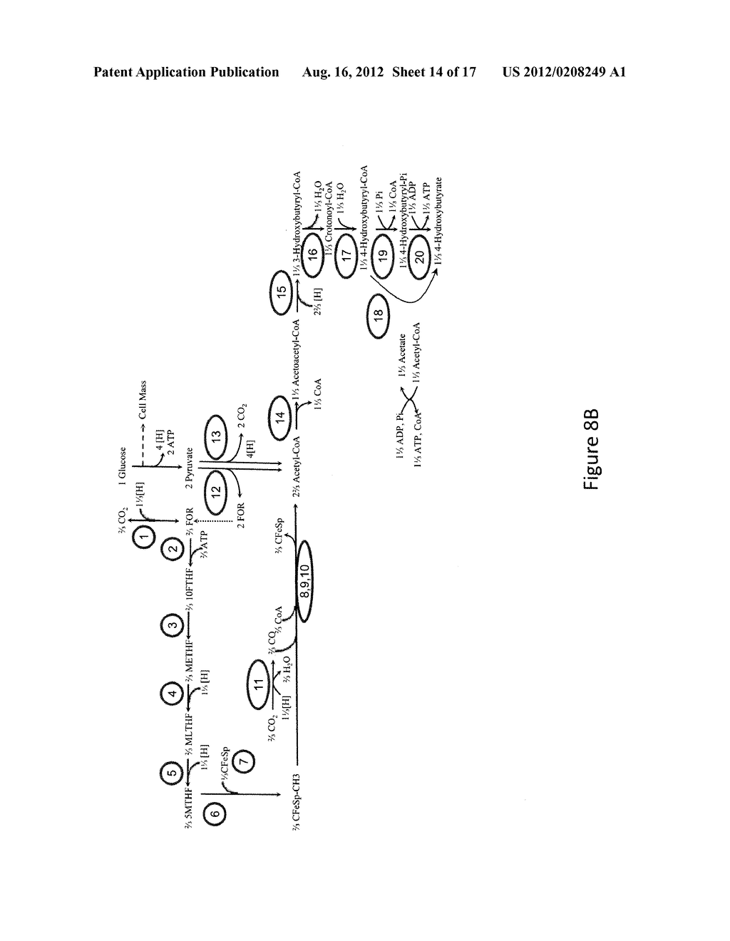 MICROORGANISMS AND METHODS FOR CONVERSION OF SYNGAS AND OTHER CARBON     SOURCES TO USEFUL PRODUCTS - diagram, schematic, and image 15