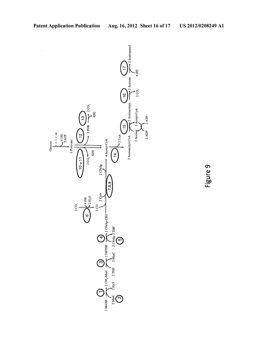 MICROORGANISMS AND METHODS FOR CONVERSION OF SYNGAS AND OTHER CARBON     SOURCES TO USEFUL PRODUCTS - diagram, schematic, and image 17