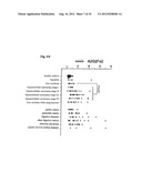 HEPATOCELLULAR CARCINOMA MARKER diagram and image