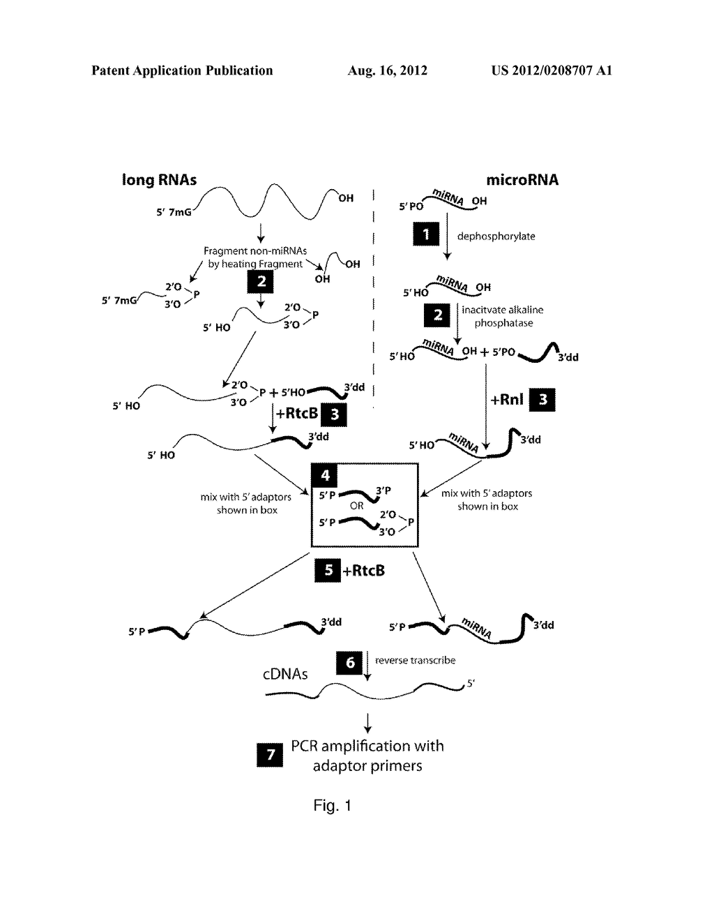 LIGATION METHOD EMPLOYING RTCB - diagram, schematic, and image 02