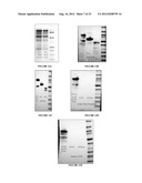 LONG-ACTING COAGULATION FACTORS AND METHODS OF PRODUCING SAME diagram and image