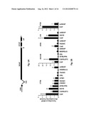 Carcinoma Homing Peptide (CHP), Its Analogs, and Methods of Using diagram and image