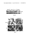 Carcinoma Homing Peptide (CHP), Its Analogs, and Methods of Using diagram and image