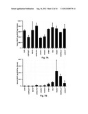 Carcinoma Homing Peptide (CHP), Its Analogs, and Methods of Using diagram and image