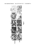 Carcinoma Homing Peptide (CHP), Its Analogs, and Methods of Using diagram and image