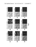 SYNTHETIC CHOLESTERYLAMINE-LINKER DERIVATIVES FOR AGENT DELIVERY INTO     CELLS diagram and image