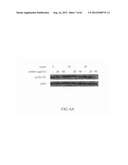 ANTI-NEOPLASTIC COMPOSITIONS COMPRISING EXTRACTS OF BLACK COHOSH diagram and image