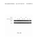 ANTI-NEOPLASTIC COMPOSITIONS COMPRISING EXTRACTS OF BLACK COHOSH diagram and image