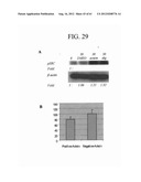 ANTI-NEOPLASTIC COMPOSITIONS COMPRISING EXTRACTS OF BLACK COHOSH diagram and image