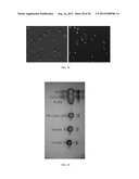 HYBRID NANOMATERIALS CONSISTING OF PSEUDOROTAXANES, PSEUDOPOLYROTAXANES,     ROTAXANES, POLYROTAXANES, NANOPARTICLES AND QUANTUM DOTS diagram and image