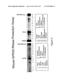 Method of Using GPR35 to Identify Metabolic-Stabilizing Compounds diagram and image