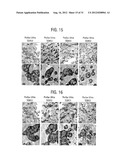 BLOCK COMPOSITES AND IMPACT MODIFIED COMPOSITIONS diagram and image