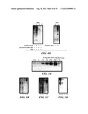 Motif-Specific and Context-Independent Antibodies That Specifically Bind     to a Cleaved Caspase Motif or a Sumoylated Lysine-Containing Motif diagram and image