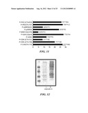 Motif-Specific and Context-Independent Antibodies That Specifically Bind     to a Cleaved Caspase Motif or a Sumoylated Lysine-Containing Motif diagram and image