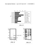 Motif-Specific and Context-Independent Antibodies That Specifically Bind     to a Cleaved Caspase Motif or a Sumoylated Lysine-Containing Motif diagram and image