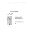 Motif-Specific and Context-Independent Antibodies That Specifically Bind     to a Cleaved Caspase Motif or a Sumoylated Lysine-Containing Motif diagram and image