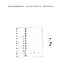 ENGINEERED Fc REGIONS FOR SITE-SPECIFIC CONJUGATION diagram and image