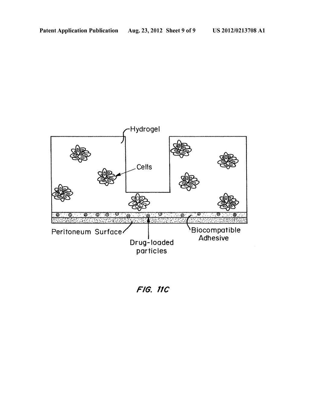 HYDROGEL ENCAPSULATED CELLS AND ANTI-INFLAMMATORY DRUGS - diagram, schematic, and image 10