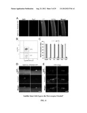 COMPOSITIONS AND METHODS FOR MODULATING STEM CELLS AND USES THEREOF diagram and image