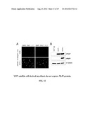 COMPOSITIONS AND METHODS FOR MODULATING STEM CELLS AND USES THEREOF diagram and image