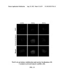 COMPOSITIONS AND METHODS FOR MODULATING STEM CELLS AND USES THEREOF diagram and image