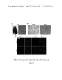 COMPOSITIONS AND METHODS FOR MODULATING STEM CELLS AND USES THEREOF diagram and image