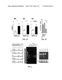 Diagnostic and Therapeutic Uses for B Cell Maturation Antigen diagram and image