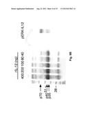 ALPHAVIRUS REPLICON PARTICLES AS IMMUNOLOGICAL ADJUVANTS diagram and image