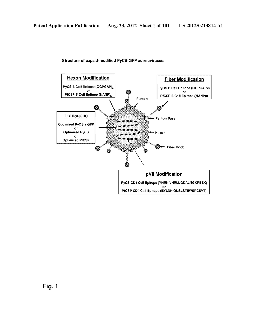 MODIFICATION OF RECOMBINANT ADENOVIRUS WITH IMMUNOGENIC PLASMODIUM     CIRCUMSPOROZOITE PROTEIN EPITOPES - diagram, schematic, and image 02