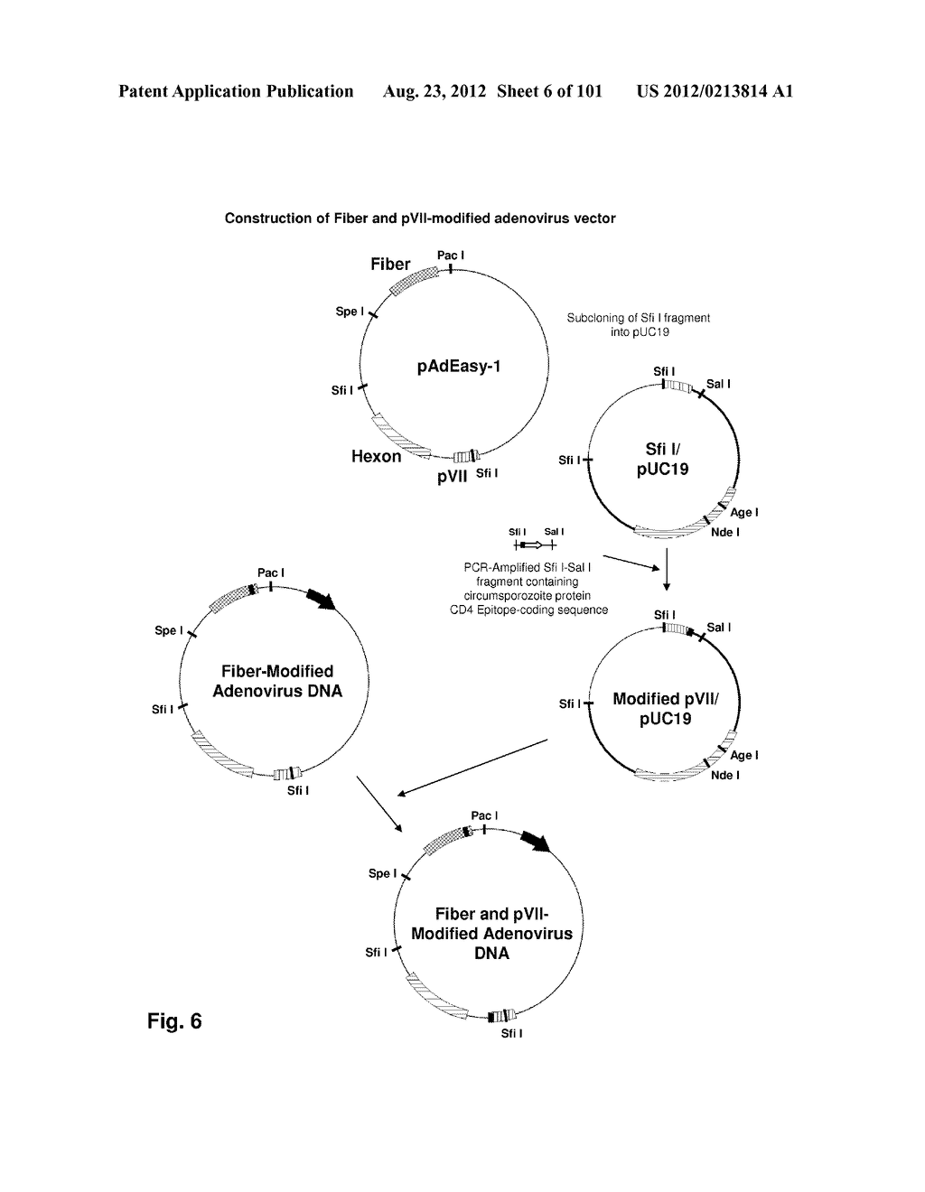 MODIFICATION OF RECOMBINANT ADENOVIRUS WITH IMMUNOGENIC PLASMODIUM     CIRCUMSPOROZOITE PROTEIN EPITOPES - diagram, schematic, and image 07