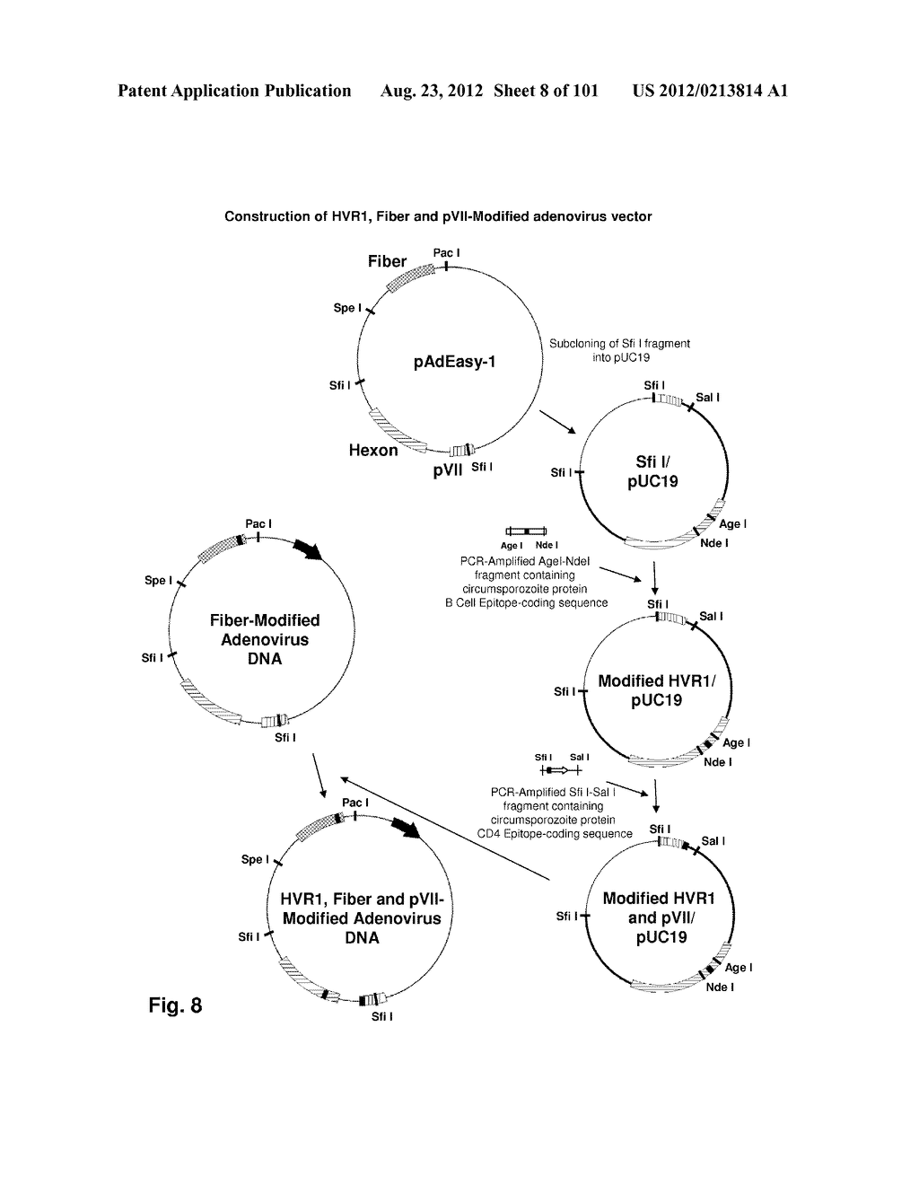 MODIFICATION OF RECOMBINANT ADENOVIRUS WITH IMMUNOGENIC PLASMODIUM     CIRCUMSPOROZOITE PROTEIN EPITOPES - diagram, schematic, and image 09