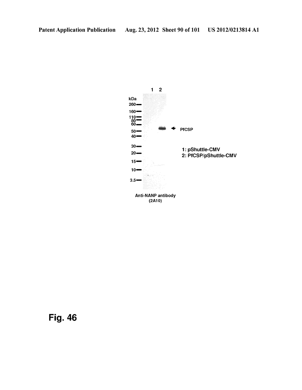 MODIFICATION OF RECOMBINANT ADENOVIRUS WITH IMMUNOGENIC PLASMODIUM     CIRCUMSPOROZOITE PROTEIN EPITOPES - diagram, schematic, and image 91