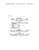 ADENOVIRUS VACCINE VECTOR AND METHODS OF USE diagram and image