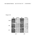 ADENOVIRUS VACCINE VECTOR AND METHODS OF USE diagram and image