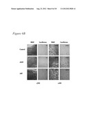 ADENOVIRUS VACCINE VECTOR AND METHODS OF USE diagram and image